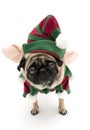 Cute Elf Pug