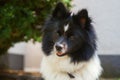 Cute Elo dog Royalty Free Stock Photo