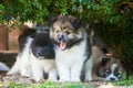 Cute Elo puppies Royalty Free Stock Photo