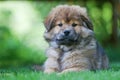 Cute Elo puppy Royalty Free Stock Photo