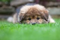 Cute Elo puppy lies in the grass