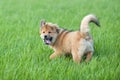 Cute Elo puppy plays in the grass Royalty Free Stock Photo