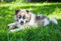 Cute Elo puppy Royalty Free Stock Photo