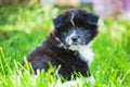 Cute Elo puppy Royalty Free Stock Photo