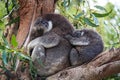 Cute embracing couple of Australian koala bears mother and its baby sleeping on an eucalyptus tree. Royalty Free Stock Photo