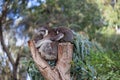 Cute embracing couple of Australian koala bears mother and its baby sleeping on an eucalyptus tree. Royalty Free Stock Photo