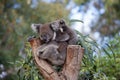 Cute embracing couple of Australian koala bears mother and its baby sleeping on an eucalyptus tree. Royalty Free Stock Photo