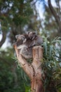 Cute embracing couple of Australian koala bears mother and its baby sleeping on an eucalyptus tree. Royalty Free Stock Photo