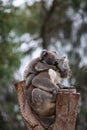 Cute embracing couple of Australian koala bears mother and its baby sleeping on an eucalyptus tree. Royalty Free Stock Photo