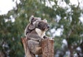 Cute embracing couple of Australian koala bears mother and its baby sleeping on an eucalyptus tree. Royalty Free Stock Photo