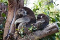 Cute embracing couple of Australian koala bears mother and its baby sleeping on an eucalyptus tree. Royalty Free Stock Photo