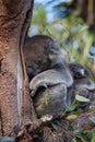 Cute embracing couple of Australian koala bears mother and its baby sleeping on an eucalyptus tree. Royalty Free Stock Photo