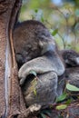 Cute embracing couple of Australian koala bears mother and its baby sleeping on an eucalyptus tree. Royalty Free Stock Photo