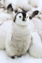 Cute emperor penguin chick sitting in front of other baby penguins Royalty Free Stock Photo