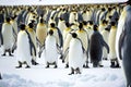 Cute emperor penguin with gray backs basking in polar cold