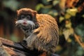 Cute emperor tamarin Royalty Free Stock Photo