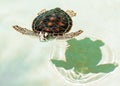 Cute endangered baby turtle