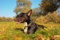 Cute English Bull Terrier black and brindle with white chest in a meadow Royalty Free Stock Photo