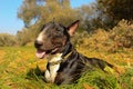 Cute English Bull Terrier black and brindle with white chest in a meadow, relaxed and smiling Royalty Free Stock Photo