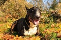 Cute English Bull Terrier black and brindle with white chest in a meadow, smiling Royalty Free Stock Photo