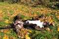 Cute English Bull Terrier lying relaxed in a meadow, enjoying warm autumn day Royalty Free Stock Photo