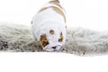 Cute english bulldog dog puppy