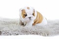 Cute english bulldog dog puppy