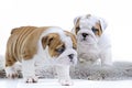 Cute english bulldog dog puppy