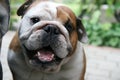 Cute English Bulldog face