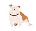 Cute English bulldog with funny muzzle. Adorable British dog in collar. Pretty purebred animal with wrinkled snout