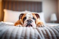 Cute English Bulldog lying on the bed at home. selective focus. Generative AI