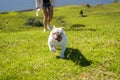 Cute English Bulldog playing on green grass Royalty Free Stock Photo
