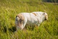 Cute English Bulldog playing on green grass Royalty Free Stock Photo
