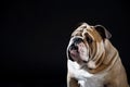 Cute English Bulldog portrait isolated