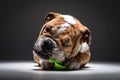 Cute English bulldog pup Royalty Free Stock Photo