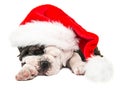 Cute english bulldog puppy asleep wearing santa's hat