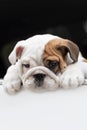 Cute English bulldog puppy in the car. Pets. Animal themes Royalty Free Stock Photo