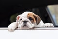 Cute English bulldog puppy in the car. Portrait. Pets Royalty Free Stock Photo
