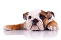 Cute english bulldog puppy lying down Royalty Free Stock Photo