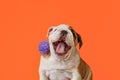 Cute English bulldog puppy. Pets. Holidays and events. A purebred dog Royalty Free Stock Photo