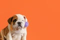 Cute English bulldog puppy. Pets. Holidays and events. A purebred dog Royalty Free Stock Photo