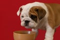 Cute English bulldog puppy. Pets. A thoroughbred dog drinks water from a bowl Royalty Free Stock Photo