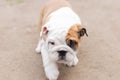 Cute English bulldog puppy. Pets. A thoroughbred dog on a walk Royalty Free Stock Photo