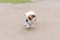 Cute English bulldog puppy. Pets. A thoroughbred dog on a walk Royalty Free Stock Photo