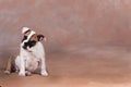 Cute english bulldog puppy sitting on brown background Royalty Free Stock Photo