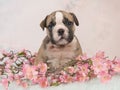Cute english bulldog puppy sitting between pink flowers on a blue fur on a soft pink background
