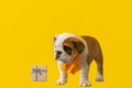 Cute English bulldog puppy on a yellow background. A thoroughbred dog. Holidays and events Royalty Free Stock Photo