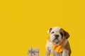 Cute English bulldog puppy on a yellow background. A thoroughbred dog. Holidays and events Royalty Free Stock Photo