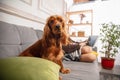 Cute english cocker spaniel with little girl sitting on sofa. Home comfort Royalty Free Stock Photo