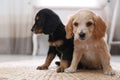 Cute English Cocker Spaniel puppies Royalty Free Stock Photo